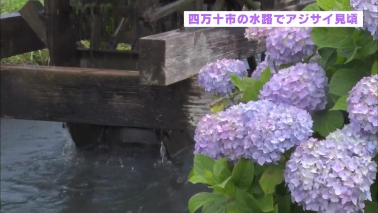 四万十市の水路でアジサイ見頃 気象ニュース 21年05月29日 日本気象協会 Tenki Jp 四万十市の水路でアジサイ見頃 気象ニュース 21年05月29日 日本気象協会 Tenki Jp