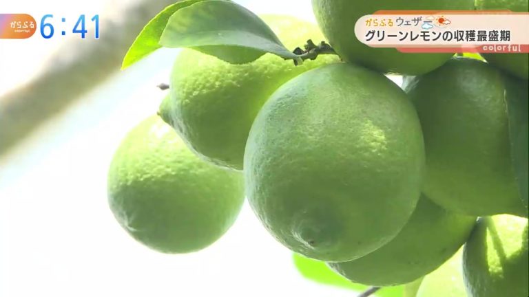 グリーンレモンの収穫 最盛期 高知 香南市 気象ニュース 21年07月日 日本気象協会 Tenki Jp グリーンレモンの収穫 最盛期 高知 香南市 気象ニュース 21年07月日 日本気象協会 Tenki Jp