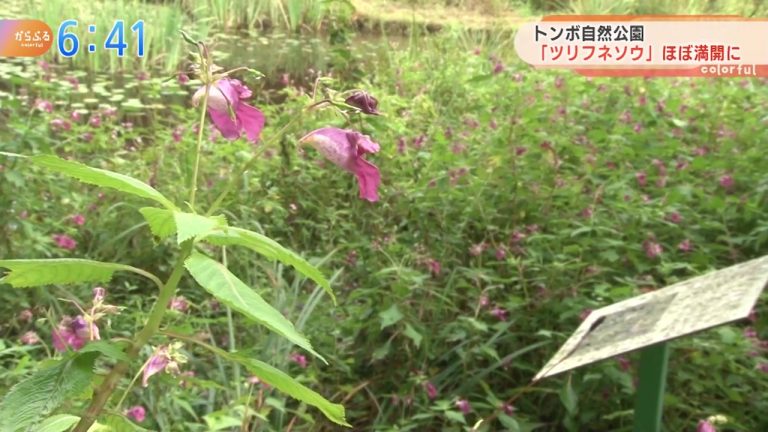 トンボ自然公園 ツリフネソウ ほぼ満開に 高知 四万十市 気象ニュース 21年09月30日 日本気象協会 Tenki Jp トンボ自然公園 ツリフネソウ ほぼ満開に 高知 四万十市 気象ニュース 21年09月30日 日本気象協会 Tenki Jp