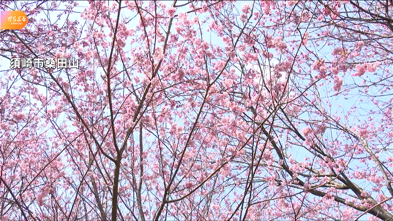 桜 雪 割り 雪割り桜