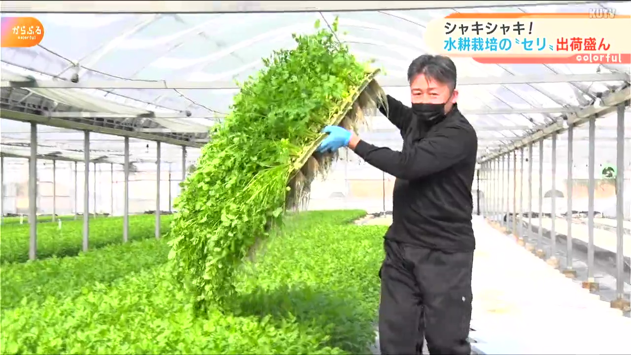シャキシャキ 生でもどうぞ 水耕栽培のセリ 出荷盛ん Kutvテレビ高知 シャキシャキ 生でもどうぞ 水耕栽培のセリ 出荷盛ん Kutvテレビ高知